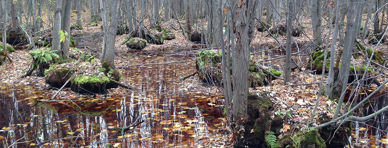 Élaboration d’un plan des mesures correctives à mettre en œuvre pour la restauration d’un complexe de milieux humides situé en Montérégie.