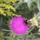 Pollinisateurs butinant un chardon