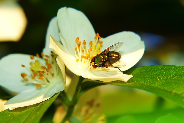 Mouche Calliphoridae qui butine sur une fleur, image de Krzysztof Niewolny 