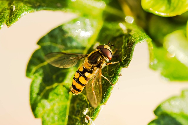 Une mouche de la famille des syrphidae, ressemblant à s’y méprendre à une guèpe ou une abeille, lorsqu’on la voit en vol. Image de Myriams-Fotos.