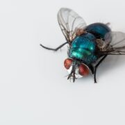 Appelée communément "mouche à viande", cette mouche irridescente fait partie de la famille des calliphoridae. Image de Steve Buissinne