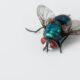 Appelée communément "mouche à viande", cette mouche irridescente fait partie de la famille des calliphoridae. Image de Steve Buissinne