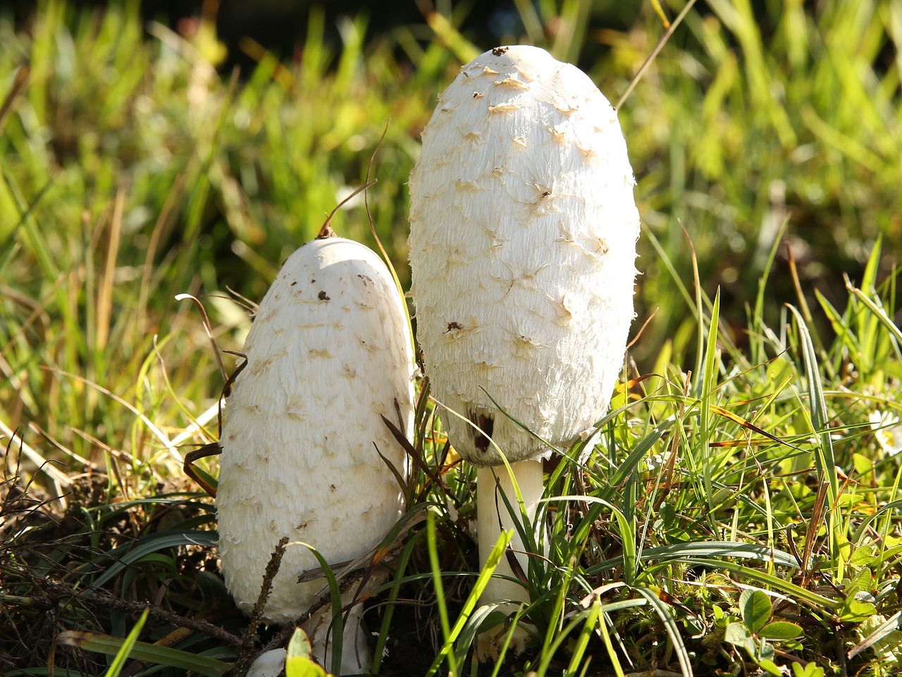 Mycelium ou champignon entier
