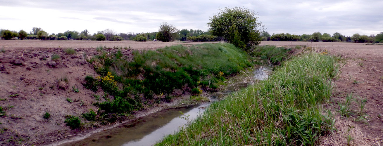 Élaboration d’un plan des mesures correctives à mettre en œuvre pour la restauration d’un complexe de milieux humides situé en Montérégie.